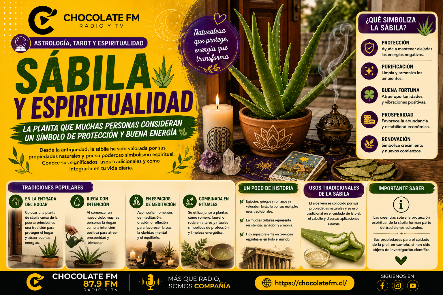 Sábila y espiritualidad: la planta que muchas personas consideran un símbolo de protección y buena energía
